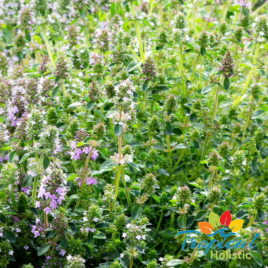 Clary Sage for Hormone Balance