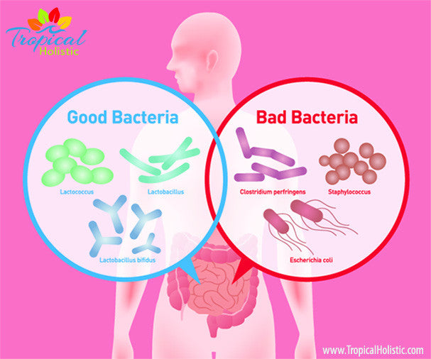Probiotics: The Immune System Strengthener And Digestive Aid